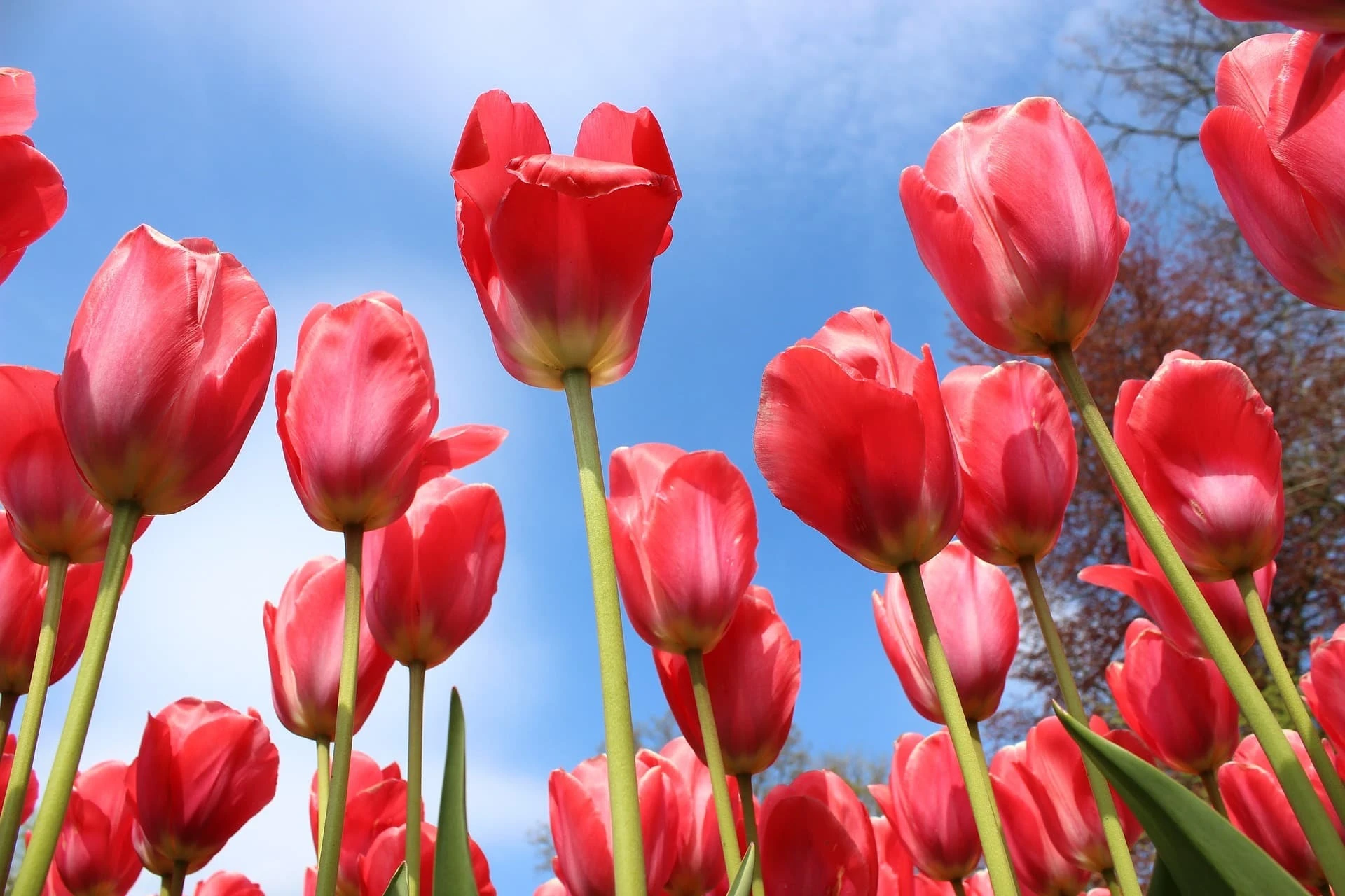 flowers-882828_1920